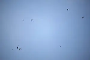 Birds Flying High Drucke: Flying in the sky