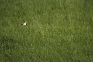 Barn Swallow In Flight Drucke: Flying Swallow (Hirundo rustica)