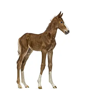 Isolated White Background Animals Drucke: Foal isolated on white