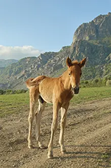 Deserted Field Animals Drucke: Foal on a meadow