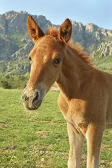Deserted Grass Field Drucke: Foal on a meadow