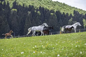 Foal Pasture Germany Drucke: Foal pasture at Marbach main and state stud