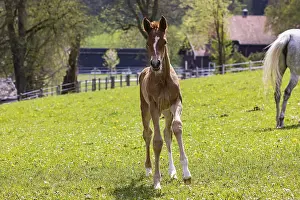 Arabisches Pferd Drucke: Fohlenspielplatz am Haupt- und Landgestüt Marbach