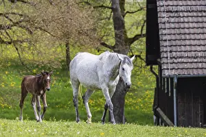 Arabisches Pferd Drucke: Foalweide am Haupt- und Staatstraktenhof Marbach.