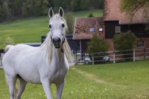 Arabisches Pferd Drucke: Fohlenweide am Haupt- und Landgestüt Marbach