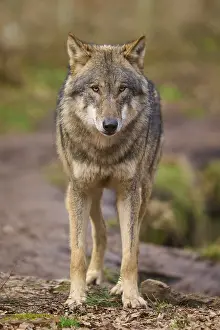 Canis Lupus Habitat Drucke: A focussed wolf on a forest path looks ahead