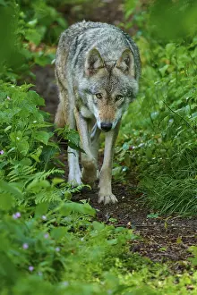 Outdoor Photography Europe Drucke: A focussed wolf walks through a green