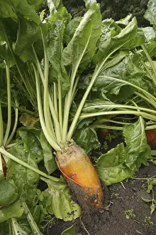 Red Beet Root Drucke: Fodder beet or beetroot (Beta vulgaris subsp)