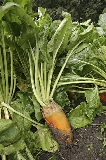 German Plants Drucke: Fodder beet or beetroot (Beta vulgaris subsp)