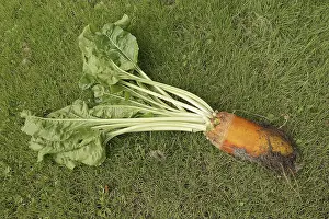 Amaranthaceae Family Drucke: Fodder beet or beetroot (Beta vulgaris subsp)