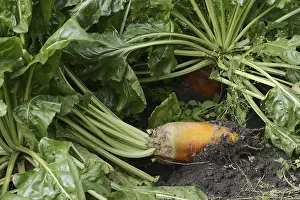 Caryophyllales Order Drucke: Fodder beet or beetroot (Beta vulgaris subsp)