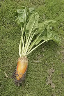 North Rhine Westphalia Plants Drucke: Fodder beet or beetroot (Beta vulgaris subsp)