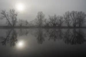 Bare Trees In Fog Drucke: Fog, bare trees reflected in the river