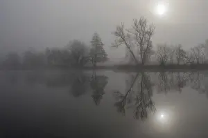 Foggy River Scene Drucke: Fog, bare trees reflected in the river