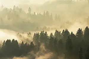 Cloudy European Countryside Drucke: Fog and forest in the light of the setting sun