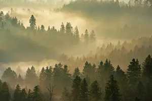 Evening Sun In Switzerland Drucke: Fog and forest in the light of the setting sun