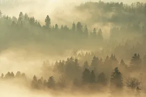 Atmospheric Light Of Sunset Drucke: Fog and forest in the light of the setting sun