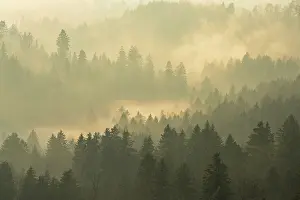 Cloudy European Landscape Drucke: Fog and forest in the light of the setting sun