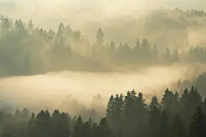Evening Atmosphere In The Woods Drucke: Fog and forest in the light of the setting sun