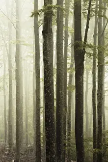 Foggy Forest Landscape Drucke: Fog in the forest in a warm light