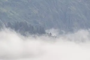 Misty Wooded Landscape Drucke: Fog on a forested mountainside