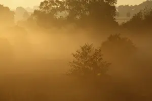 Central European Nature Scenery Drucke: Fog over the meadows against the light