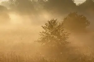 Misty Mood German Countryside Drucke: Fog over the meadows against the light