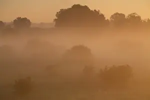 Middle Elbe Biosphere Reserve Drucke: Fog over the meadows against the light