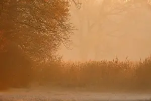 Middle Elbe Biosphere Reserve Drucke: Fog over the meadows against the light