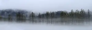 Old Growth Forest Photo Drucke: Fog over the Pacific rainforest