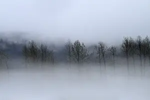 American Nature Scenery Drucke: Fog over the Pacific rainforest