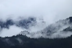 Primeval Forest Landscape Photo Drucke: Fog over the Pacific rainforest