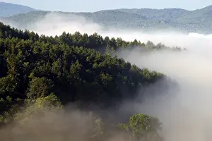Coniferous Tree Drucke: Fog rises