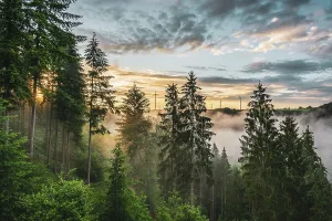 Central Europe Landscapes Drucke: Fog at sunset over the Binger forest, Germany