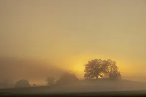 Atmospheric Fog Covered Trees Drucke: Foggy atmosphere with deciduous trees in warm backlight