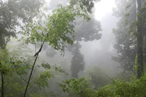 Deserted Forest Scenery Drucke: Foggy forest landscape