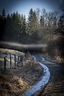 Central European Scenery Drucke: Foggy forest path on an enchanted trail