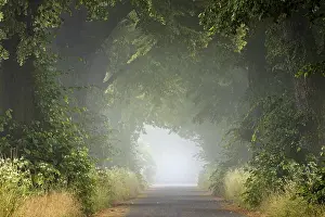 Morning Atmosphere Drucke: A foggy forest path, which is lined with densely leafy trees