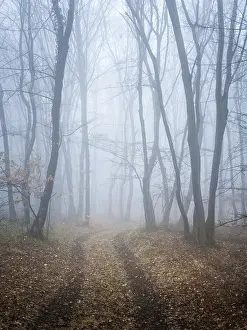 Deserted Forest Path Drucke: Foggy forest with path in winter