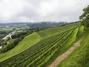 Foggy Mood In Europe Drucke: Foggy mood, thunderclouds over vineyard