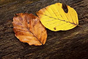 Multicolored Fall Foliage Drucke: Foliage on a tree trunk