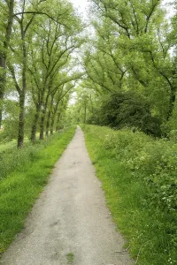 Bilder Datiert 2. Juni 2024: Print footpath avenue trees