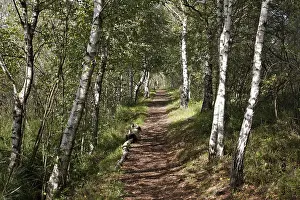 Upper Bavaria Nature Reserve Drucke: Footpath through a birch forest