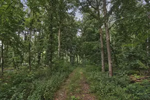 Central European Forest Landscapes Drucke: Footpath through a deciduous forest