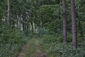 Deciduous Forest Landscape Photo Drucke: Footpath through a deciduous forest