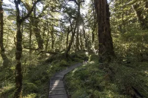 No People In Nature Reserve Drucke: Footpath through forest, sun shining through canopy