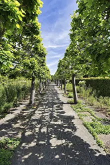 Sissinghurst Castle Gardens Drucke: Footpath through lime avenue (Tilioideae)