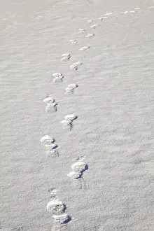 Footprints In Snow Drucke: Footprints in the snow