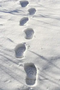 Footprints In The Snow Drucke: Footprints in the snow