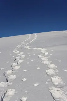 European Winter Scenery Drucke: Footprints in the snow